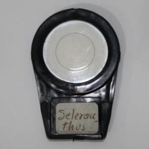 SELERANTHUS FILTRO